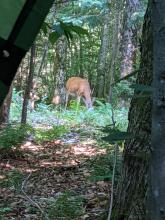 Deer at JBL