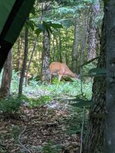 Deer at JBL