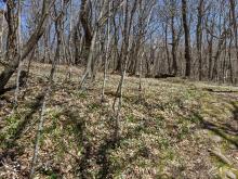 Balsam Lake Fire Tower