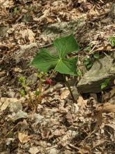 Trail to Tremper