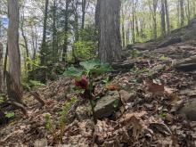 Trail to Tremper
