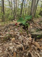 Trail to Tremper