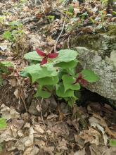 Trail to Tremper