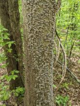Trail to Tremper