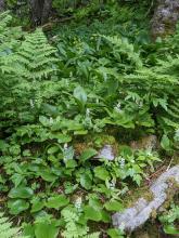 Vegetation on  Black Dome