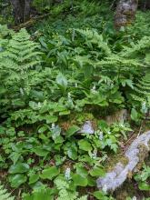 Vegetation on  Black Dome