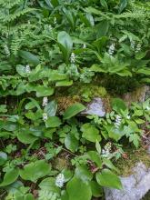 Vegetation on  Black Dome