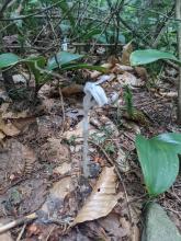 Ghost Pipes on trail between Sherill and North Dome
