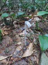 Ghost Pipes on trail between Sherill and North Dome