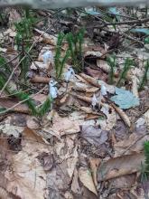 Ghost Pipes on trail between Sherill and North Dome