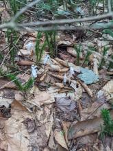 Ghost Pipes on trail between Sherill and North Dome