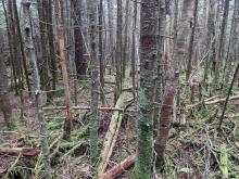Trail to Hunter
