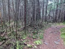 Trail to Hunter