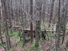 Trail to Hunter
