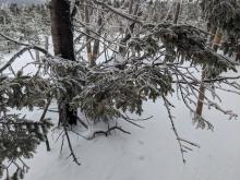 Trail to Tabletop