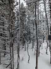 Trail to Tabletop