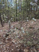 Trail to Cat and Thomas