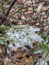 Trail to Cat and Thomas