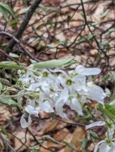 Trail to Cat and Thomas