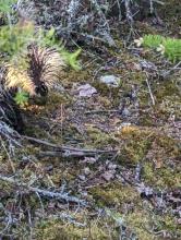 Porcupine