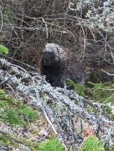 Porcupine