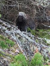 Porcupine