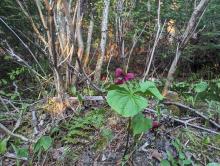 Trail along Nun-Da-Ga-O