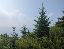 View from Peekamoose