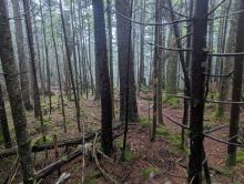 View from Balsam Cap