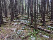 Trail to Windham High Peak