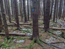 Trail to Windham High Peak
