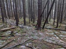Trail to Windham High Peak