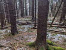 Trail to Windham High Peak