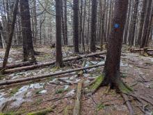 Trail to Windham High Peak