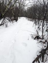 Trail to Windham High Peak