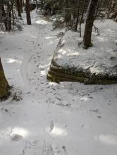 Trail to Black Dome