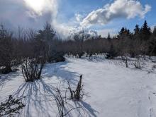 Trail to Thomas Cole