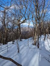 Trail to Thomas Cole
