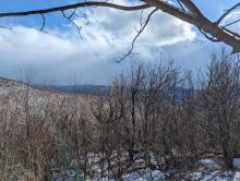 Camel's Hump