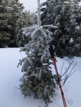 Tree on Sawteeth