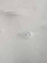 Footprint in snow