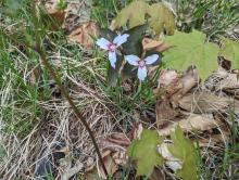 Trail to Vanderwacker