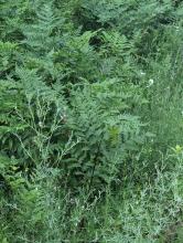 Trail to Loon Mountain