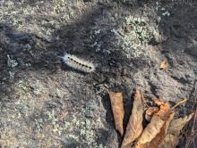 Caterpillar on Belfry