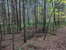 Trail to Mt. Vanhovenberg