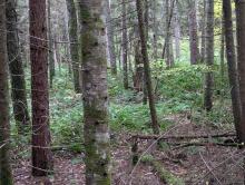 Trail to Mt. Vanhovenberg