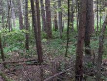 Trail to Mt. Vanhovenberg