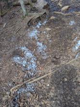 Trail to Blue Mountain