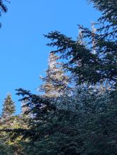 Trail to Blue Mountain