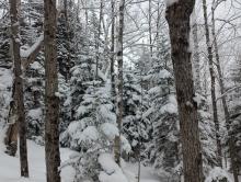 Trail up RoosterComb